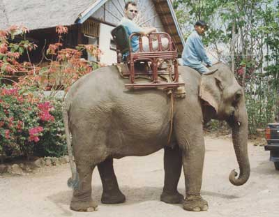 Laos 1996 - Balade à dos d'éléphant sud-Laos